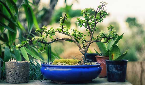 Bonsai Gardening Basics For Beginners