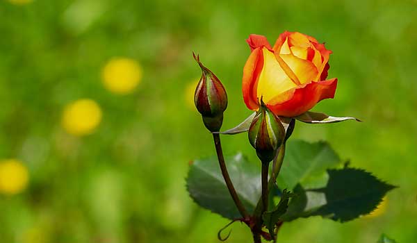 Rose Gardening Tips For Beginners