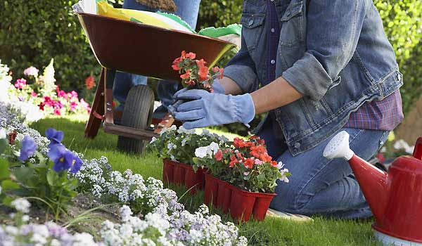 Gardening Basics For Beginners