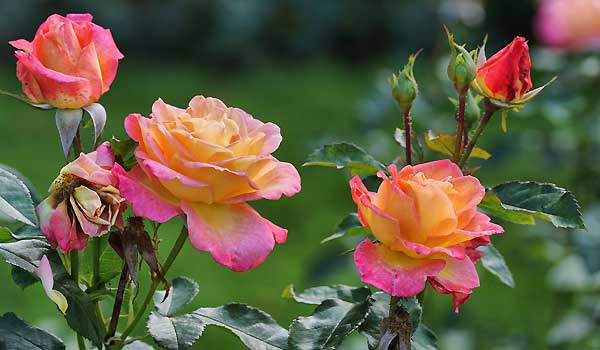 Caring For Roses