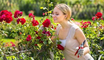 Rose Gardening - Planting, Growing And Caring For Roses