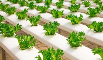 Hydroponic Gardening - Growing Herbs, Vegetables & Fruits Hydroponically